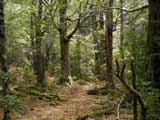 beech forest hinewai reserve