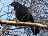 tui