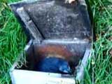 penguin nesting box